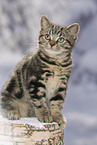 black-golden-tabby-classic Britisch Kurzhaar