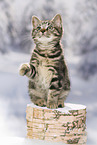 black-golden-tabby-classic Britisch Kurzhaar