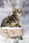black-golden-tabby-classic Britisch Kurzhaar