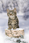 black-golden-tabby-classic Britisch Kurzhaar