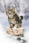 black-golden-tabby-classic Britisch Kurzhaar