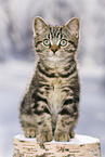 black-golden-tabby-classic Britisch Kurzhaar