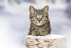 black-golden-tabby-classic Britisch Kurzhaar