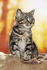 black-golden-tabby-classic Britisch Kurzhaar