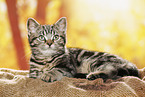 black-golden-tabby-classic Britisch Kurzhaar