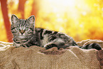 black-golden-tabby-classic Britisch Kurzhaar