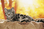 black-golden-tabby-classic Britisch Kurzhaar