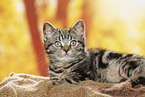 black-golden-tabby-classic Britisch Kurzhaar
