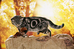 black-golden-tabby-classic Britisch Kurzhaar