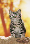 black-golden-tabby-classic Britisch Kurzhaar