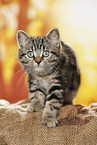 black-golden-tabby-classic Britisch Kurzhaar