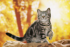 black-golden-tabby-classic Britisch Kurzhaar