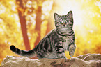 black-golden-tabby-classic Britisch Kurzhaar