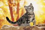 black-golden-tabby-classic Britisch Kurzhaar