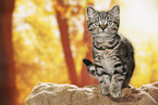 black-golden-tabby-classic Britisch Kurzhaar
