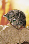 black-golden-tabby-classic Britisch Kurzhaar