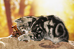 black-golden-tabby-classic Britisch Kurzhaar