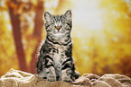 black-golden-tabby-classic Britisch Kurzhaar