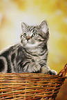 black-golden-tabby-classic Britisch Kurzhaar