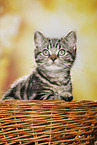 black-golden-tabby-classic Britisch Kurzhaar