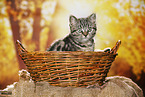 black-golden-tabby-classic Britisch Kurzhaar