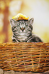 black-golden-tabby-classic Britisch Kurzhaar