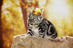 black-golden-tabby-classic Britisch Kurzhaar