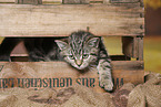 black-golden-tabby-classic Britisch Kurzhaar