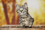 black-golden-tabby-classic Britisch Kurzhaar