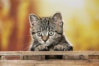 black-golden-tabby-classic Britisch Kurzhaar