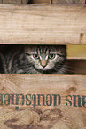black-golden-tabby-classic Britisch Kurzhaar