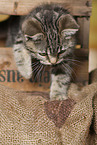 black-golden-tabby-classic Britisch Kurzhaar