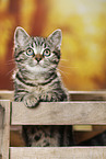 black-golden-tabby-classic Britisch Kurzhaar
