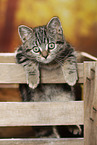 black-golden-tabby-classic Britisch Kurzhaar