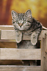 black-golden-tabby-classic Britisch Kurzhaar