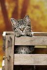 black-golden-tabby-classic Britisch Kurzhaar