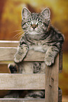 black-golden-tabby-classic Britisch Kurzhaar