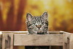 black-golden-tabby-classic Britisch Kurzhaar