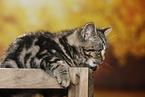 black-golden-tabby-classic Britisch Kurzhaar