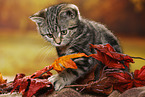 black-golden-tabby-classic Britisch Kurzhaar