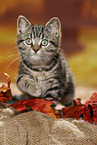 black-golden-tabby-classic Britisch Kurzhaar