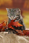 black-golden-tabby-classic Britisch Kurzhaar