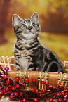 black-golden-tabby-classic Britisch Kurzhaar