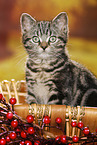 black-golden-tabby-classic Britisch Kurzhaar