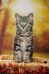 black-golden-tabby-classic Britisch Kurzhaar