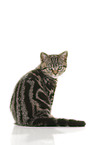 black-golden-tabby-classic Britisch Kurzhaar