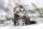 Britisch Kurzhaar Kätzchen im Winter