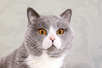 Britisch Kurzhaar Kater Portrait
