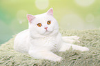 liegender Britisch Kurzhaar Kater