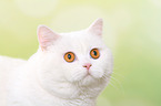 Britisch Kurzhaar Kater Portrait